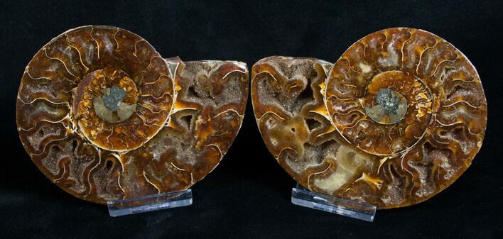 Cut and Polished Ammonite Pair #6320